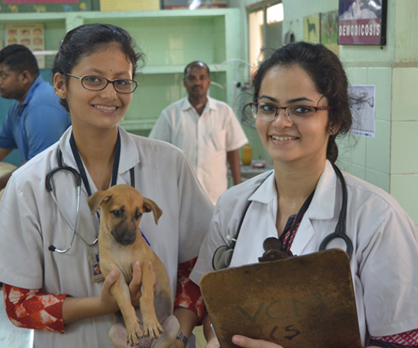 VETERINARY COURSES